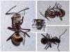 Polyrhachis proxima